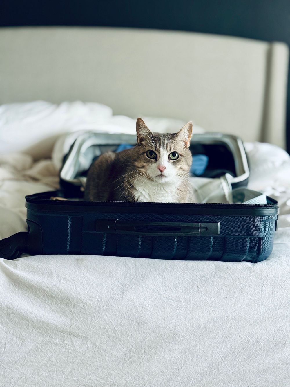 A gray and white cat lounges comfortably inside an open suitcase on a white bed.