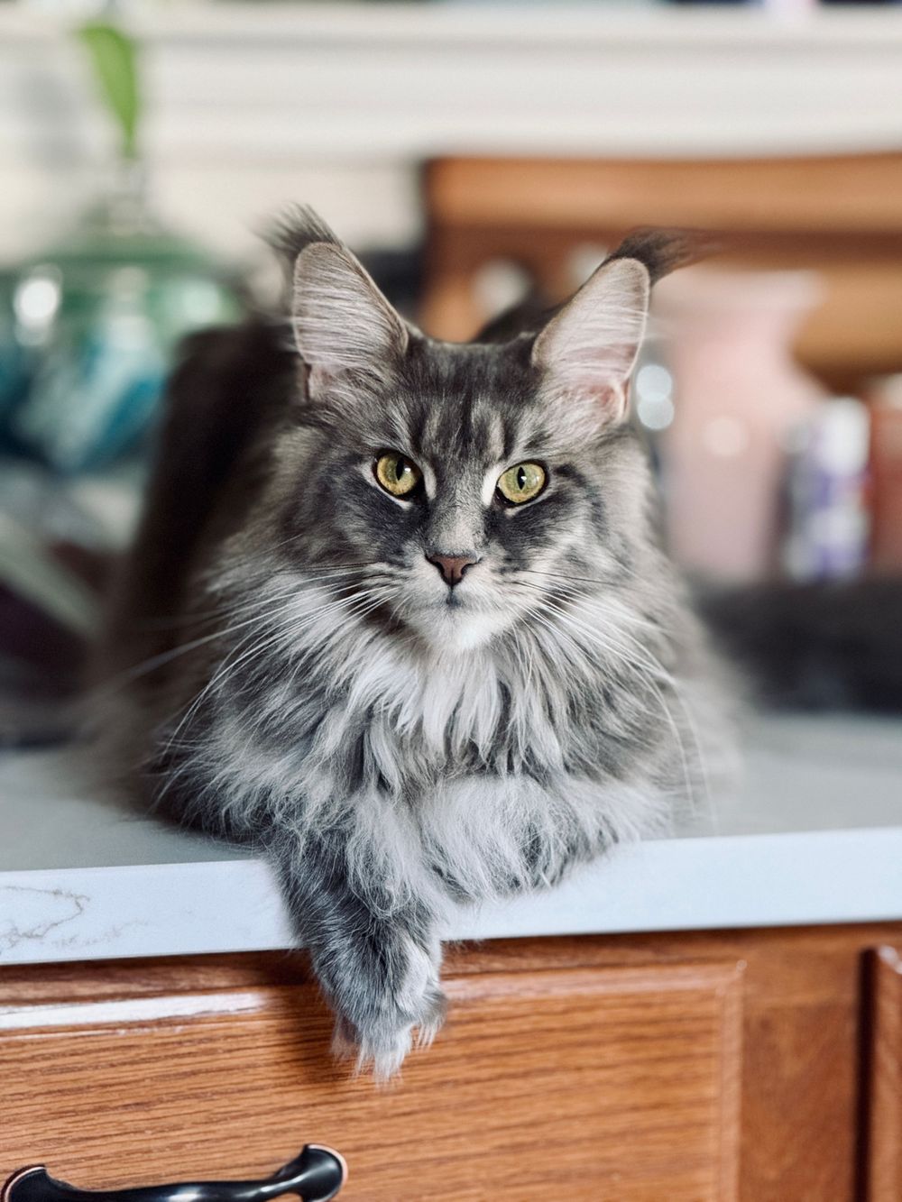 A majestic grey Maine Coon cat with striking yellow eyes and fluffy fur lounges on a counter when she knows she should not be.