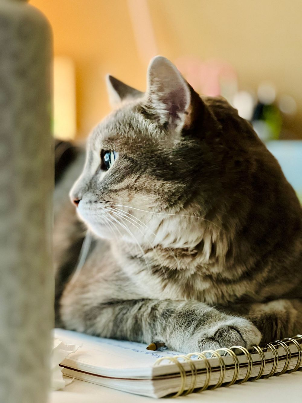 A gray and white cat sits thoughtfully beside a spiral notebook in warm lighting with soft focus background.