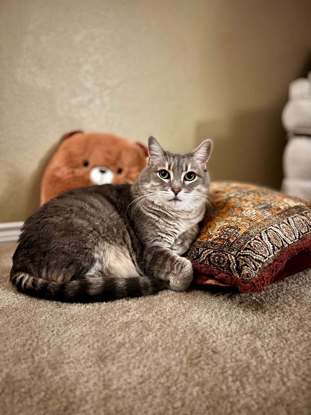 A grey cat lies comfortably on a beige carpet against decorative throw pillows.