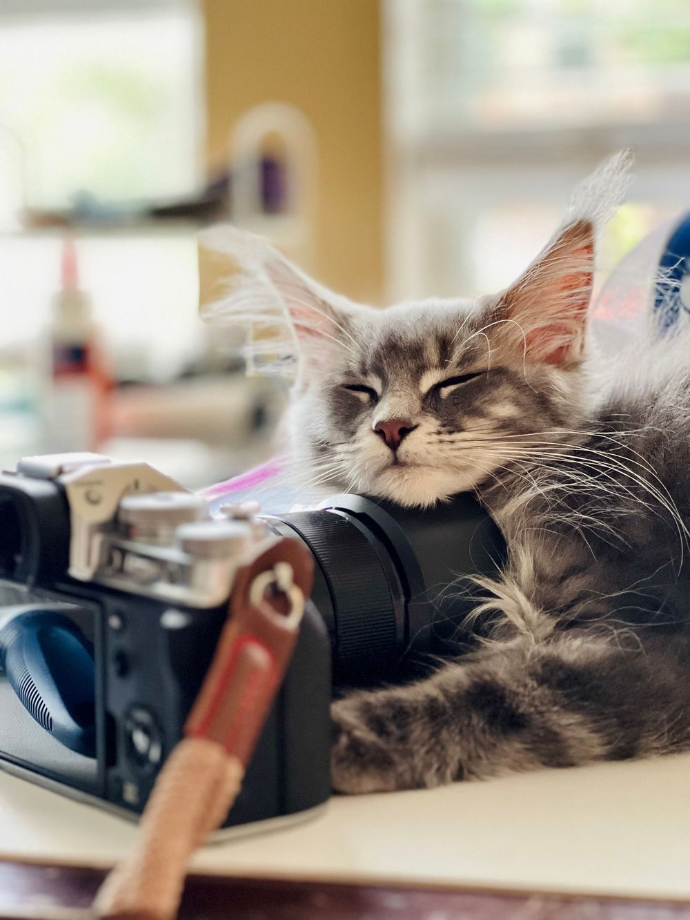 Grey Maine Coon cat resting on a camera.