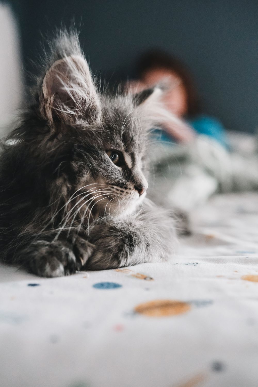 A fluffy gray cat with long fur rests on a spotted surface while gazing contemplatively into the distance.