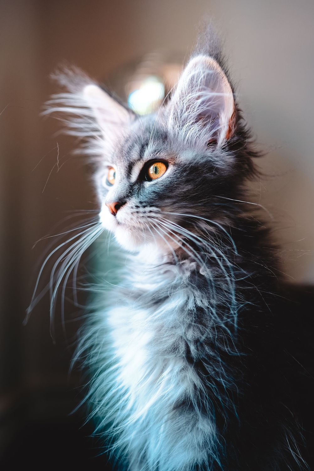 Close-up portrait of a majestic grey Maine Coon cat with amber eyes and flowing fluffy fur looking to the side.