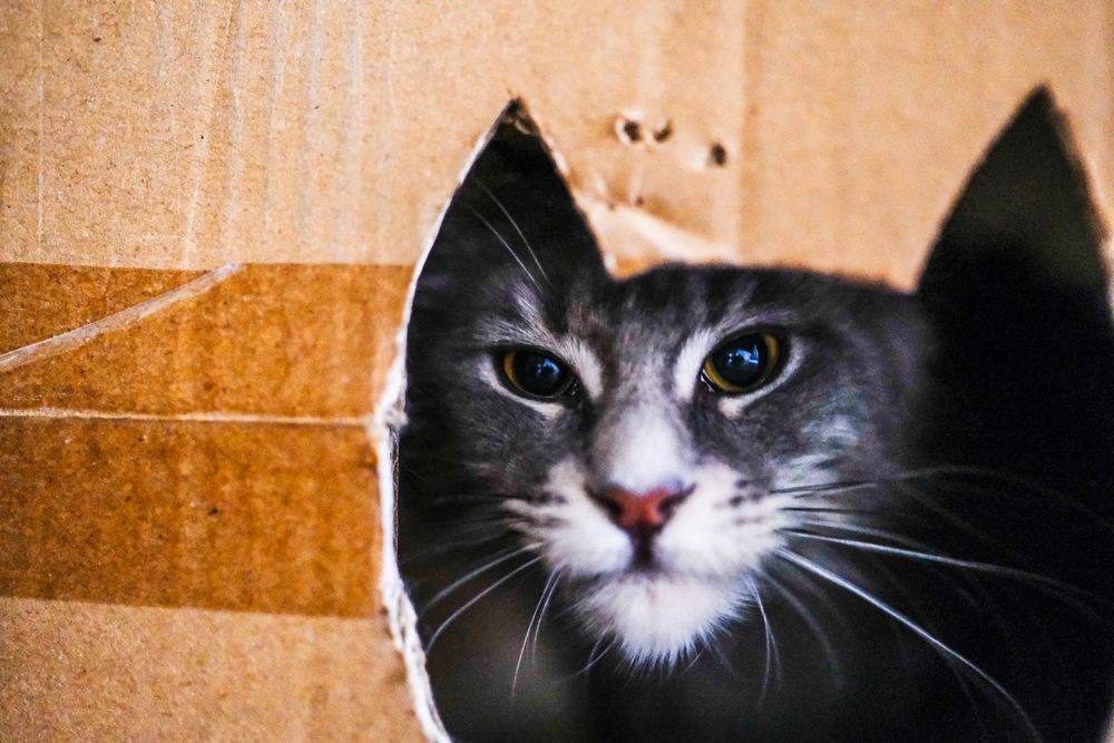 Close-up of a cat sitting inside a cardboard box looking out of a hole cut out in the shape of a cat