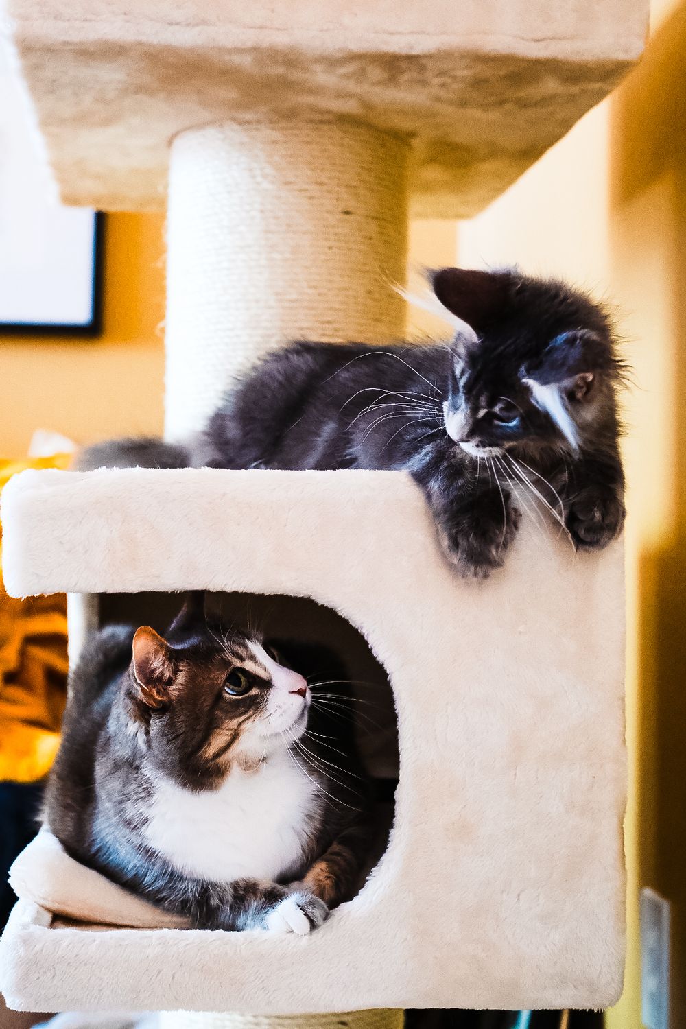 Two cats are lounging on a beige cat tree tower, a long-haired grey cat looking down at a white and grey shorthair in a cubby.