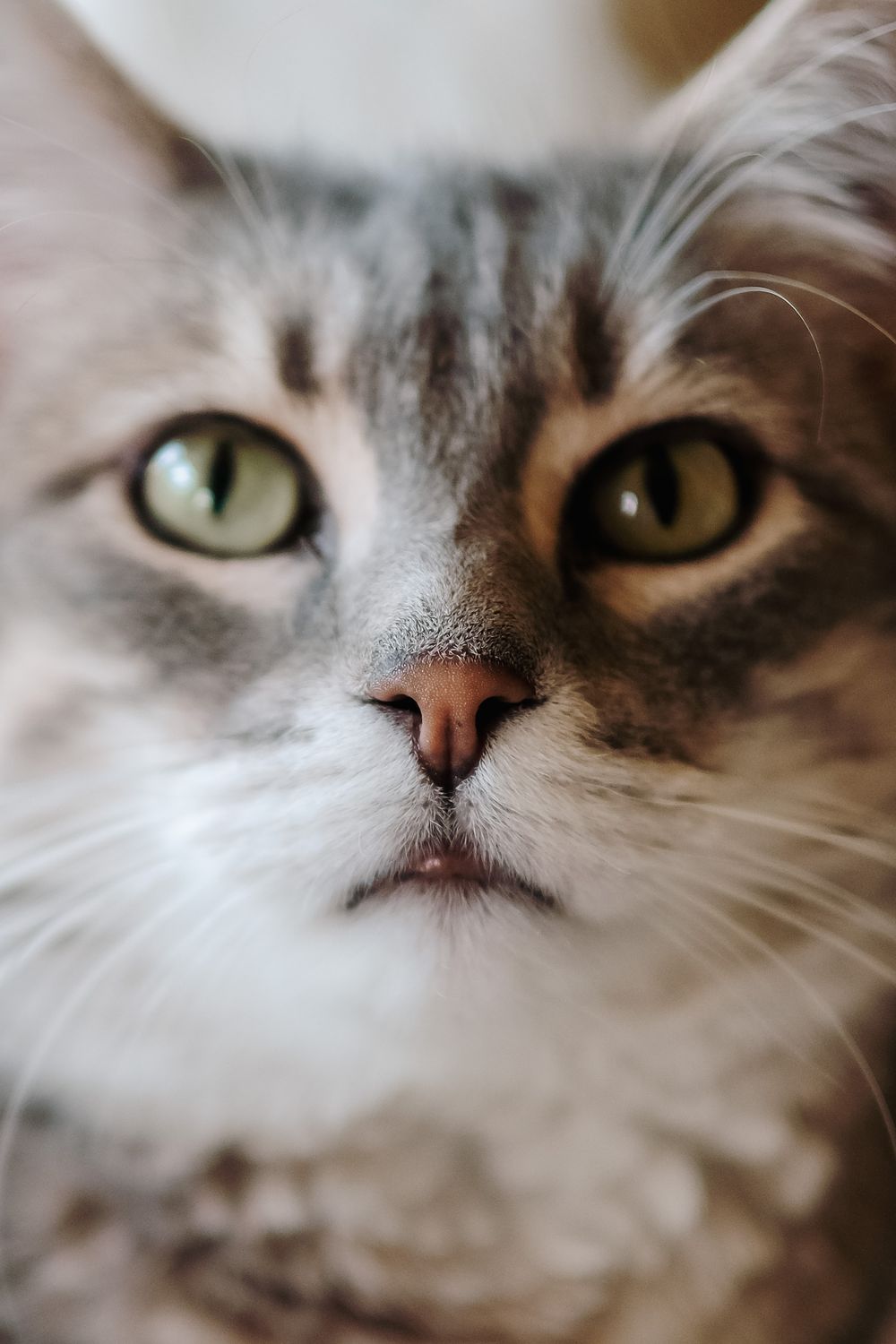 Close-up portrait of a gray cat with striking green eyes and long fur showing intricate facial details.