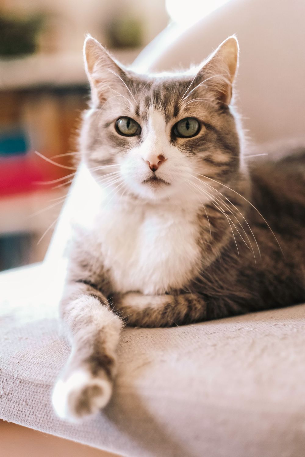 A grey and white tabby cat with striking green eyes lounges comfortably on a light-colored couch in soft lighting.