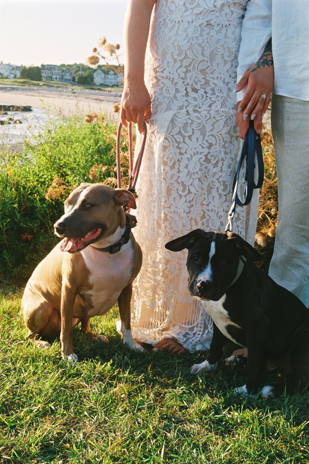 A couple holds hands while their dog and puppy pose on leashes by their feet in a grassy knoll by the ocean on 35mm film in southern Maine.