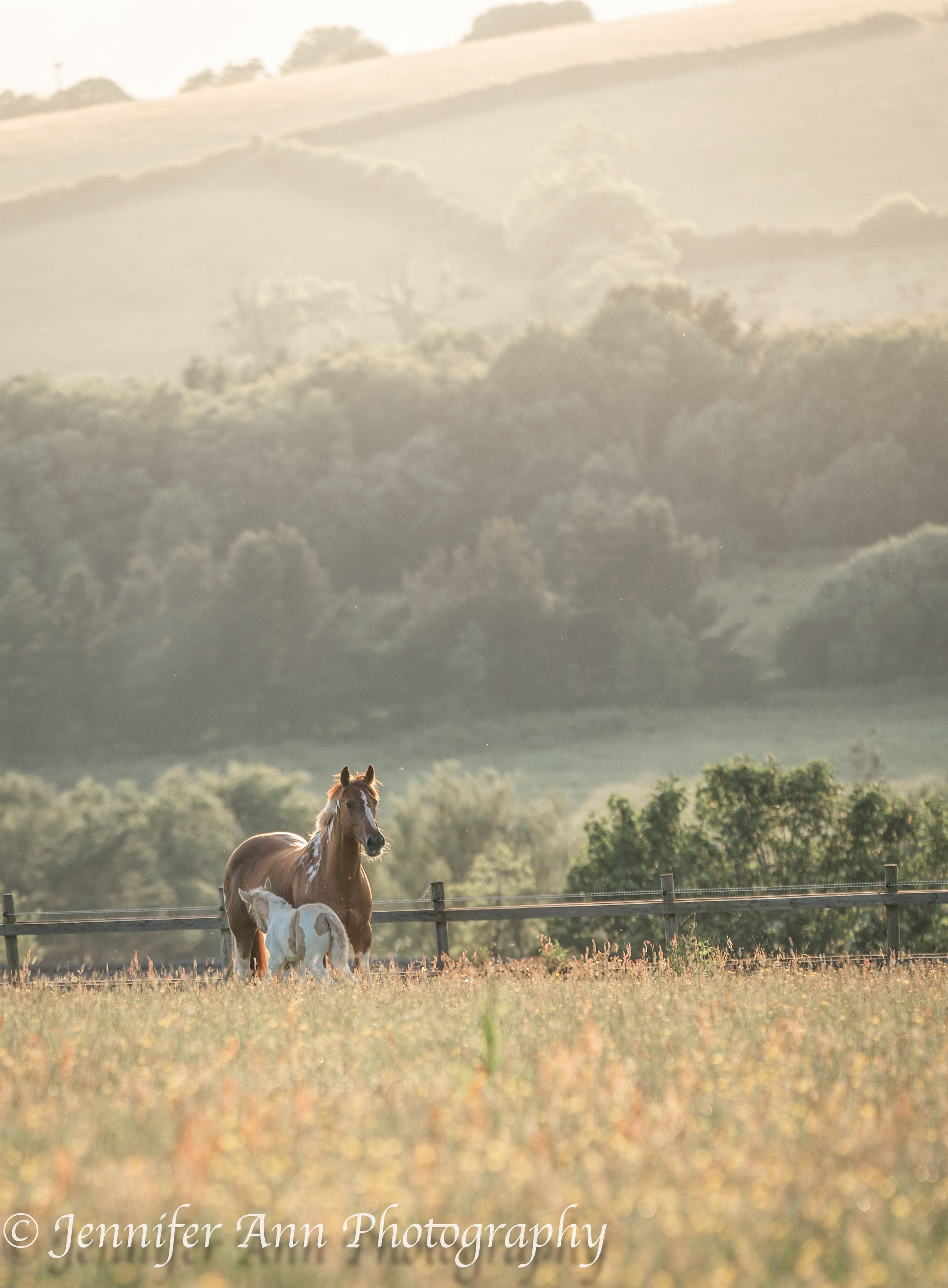 Horses graze in a misty summer meadow with distant trees and hills.