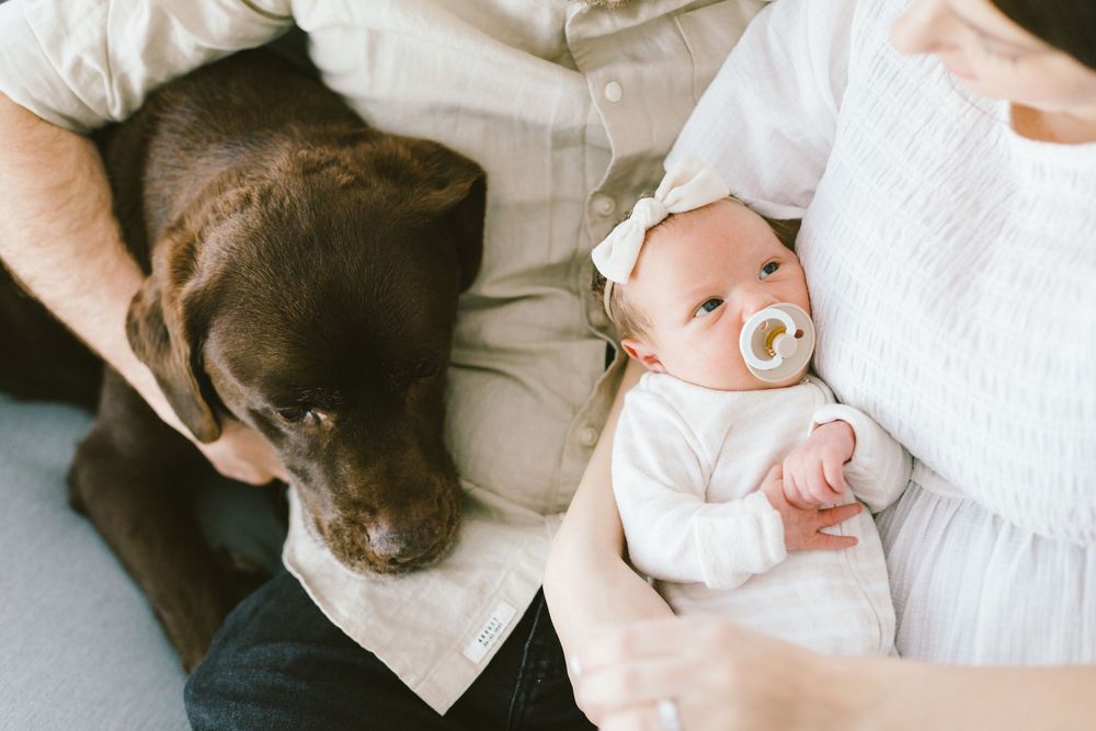 Intimate lifestyle photo of parents, chocolate lab, and newborn baby relaxing together.