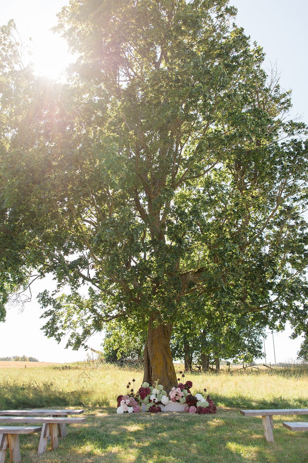 A group enjoys a sunny afternoon picnic under a large shade tree in a grassy field with sunlight streaming through branches.