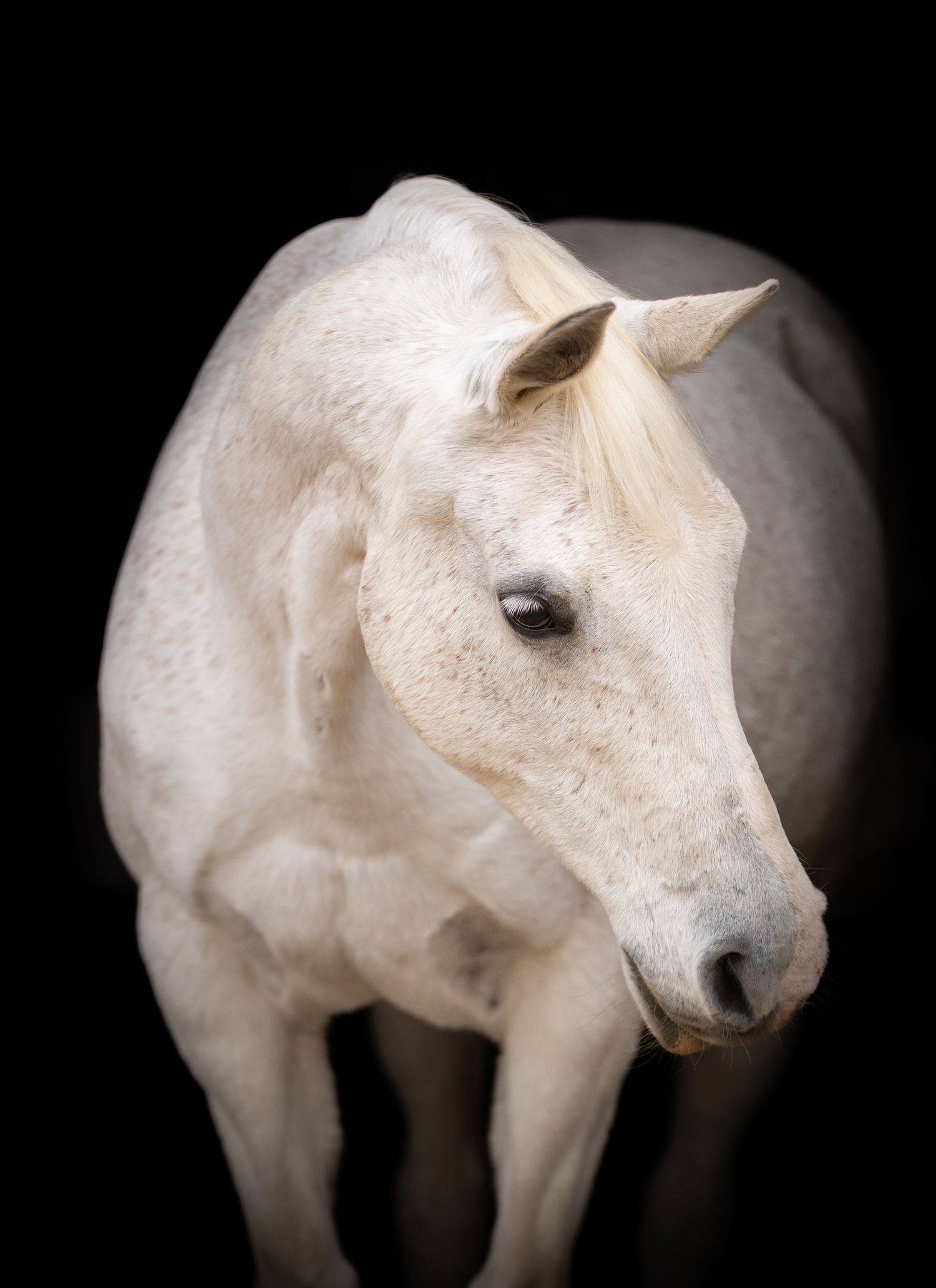 A series of seven photos showing a white horse and rider interacting at a wooden fence in an outdoor setting.