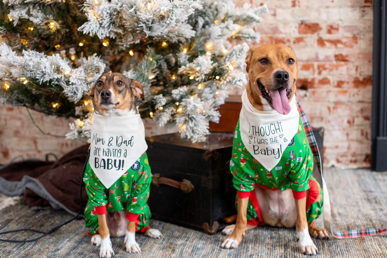 Dogs wearing pregnancy announcement bandanas during a Cincinnati Christmas photo session announcing a growing family.