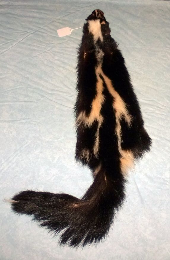 recycle fur skunk