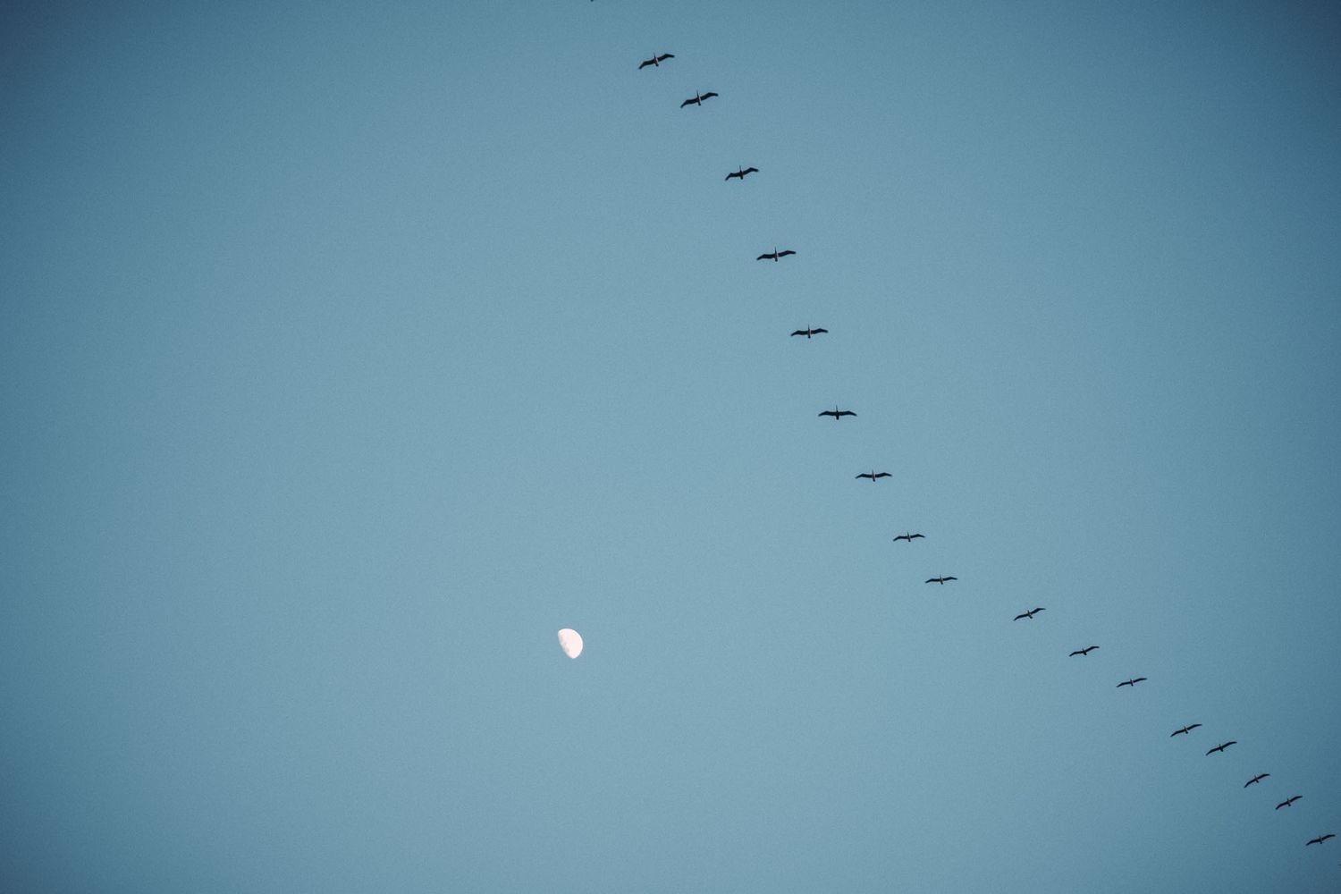A line of migrating birds flies across a pale blue sky with a visible moon in the background.