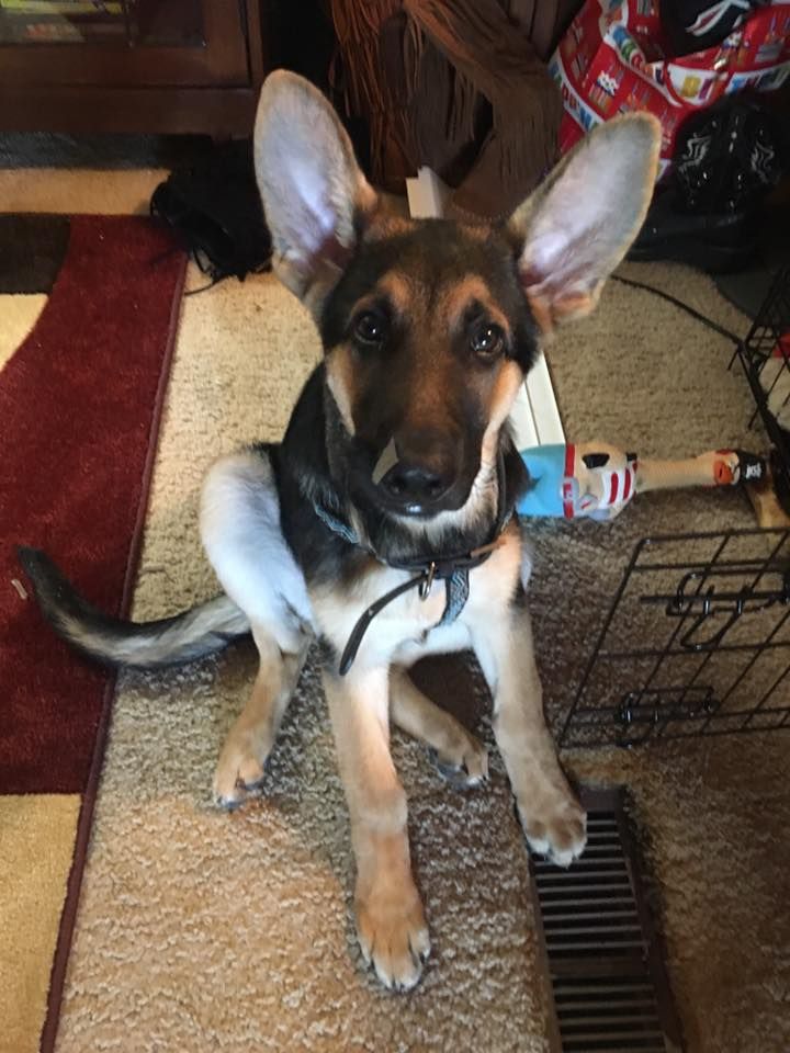 A German Shepherd puppy sits on a beige carpet looking attentively at the camera with perked ears and alert expression.