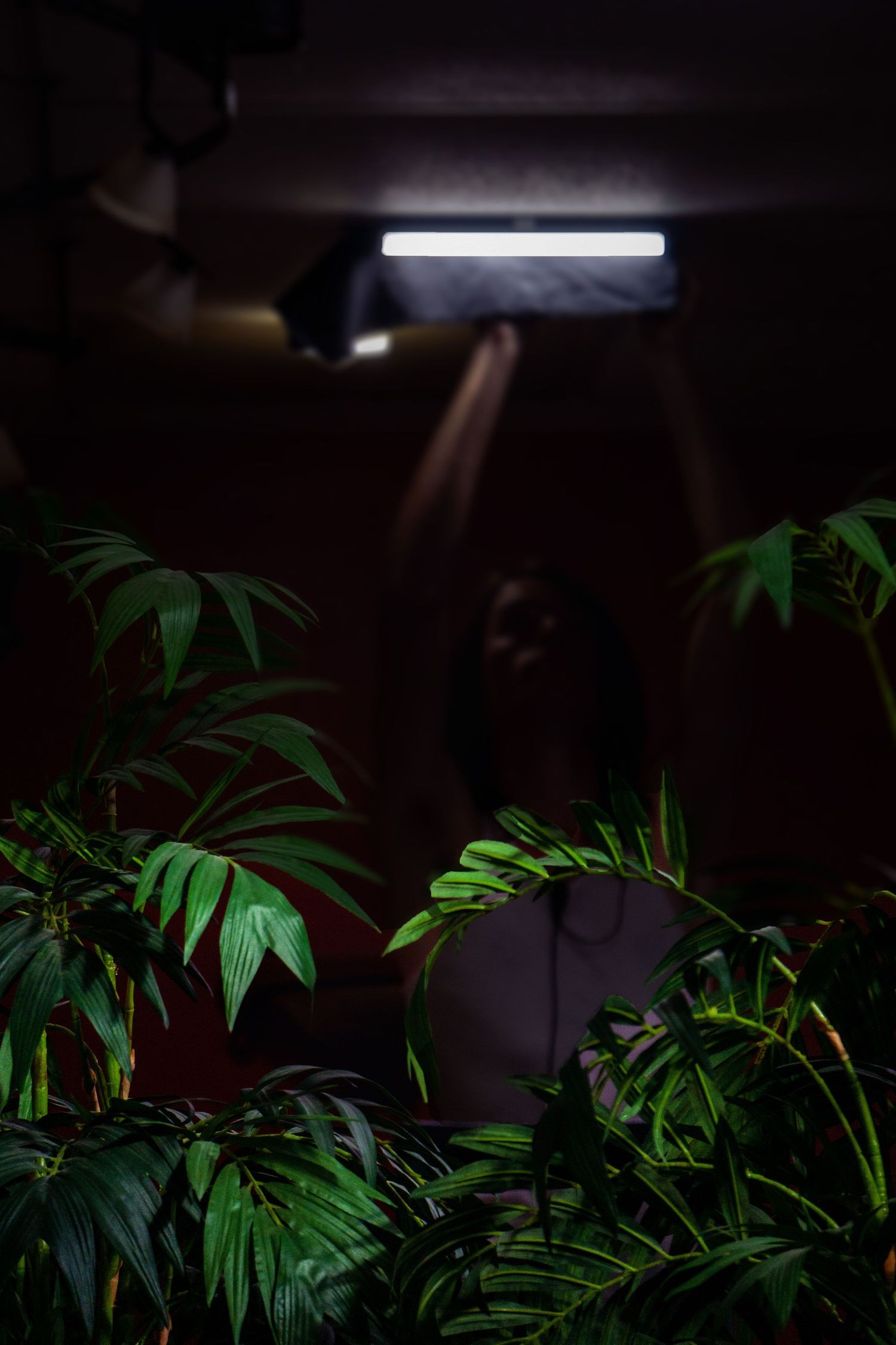 You man rigging light for film set with green leafy plant in front of him