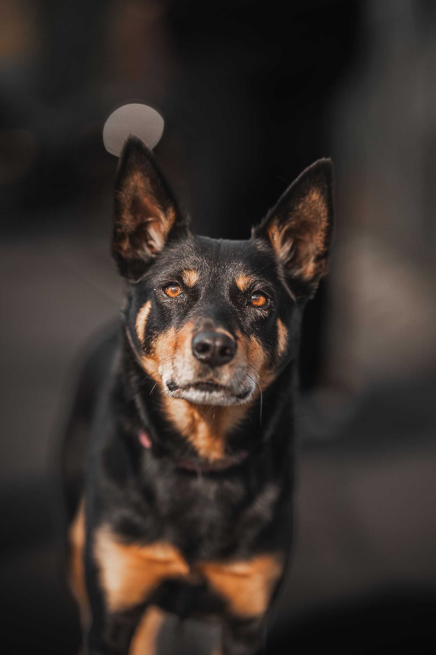 dog