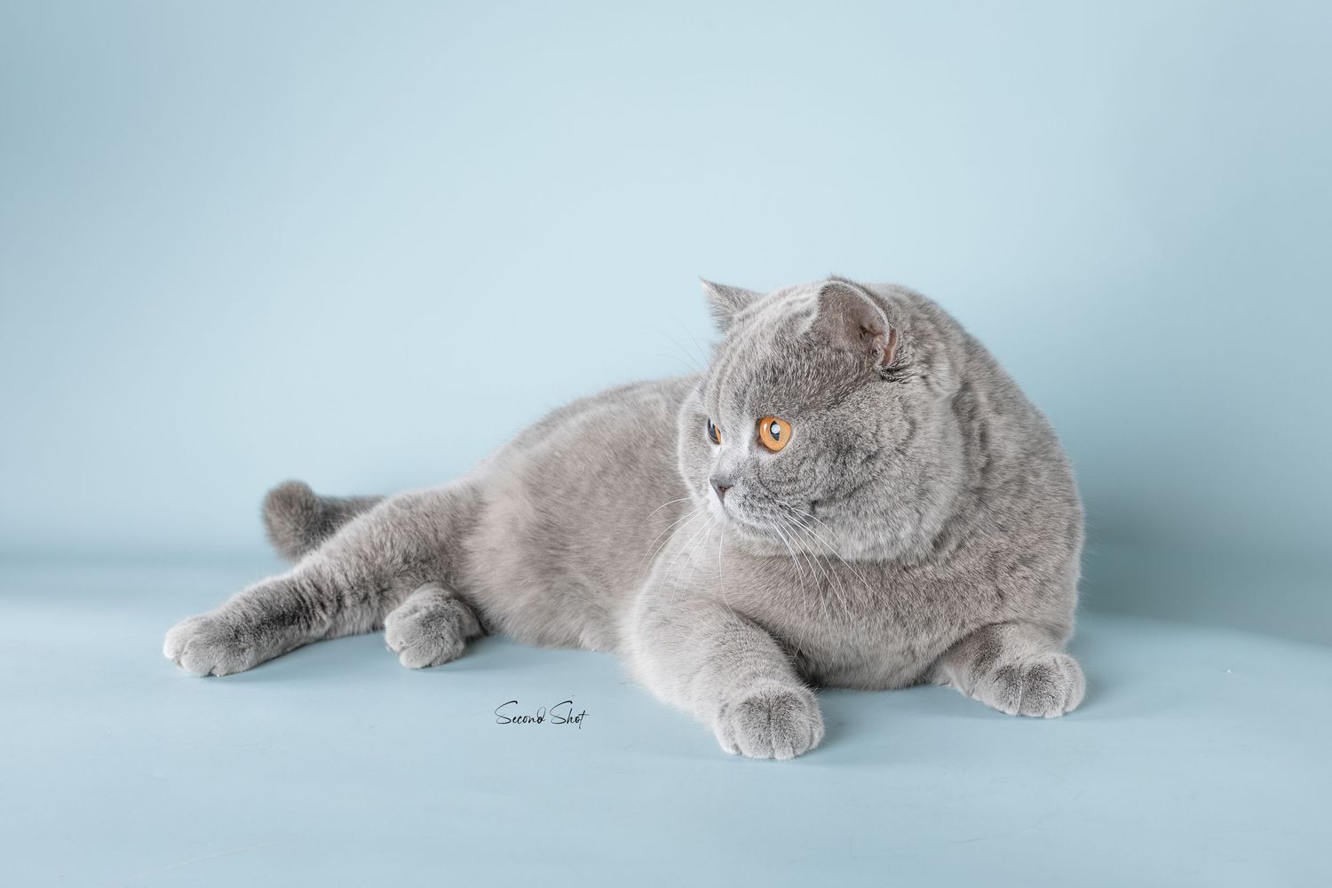 British Shorthair grey cat with bright orange eyes lying on side against soft blue background.
