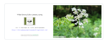 white flowers greeting card landscape photography gift.