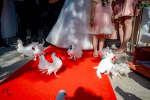 White doves gather on red carpet during outdoor wedding ceremony.