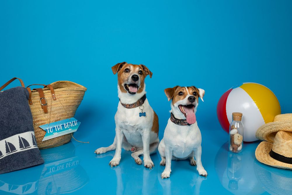 Dos Jack Russell Terriers con accesorios de verano sobre fondo azul. Fotografía de mascotas en estudio por Daniel Giménez Barcelona.