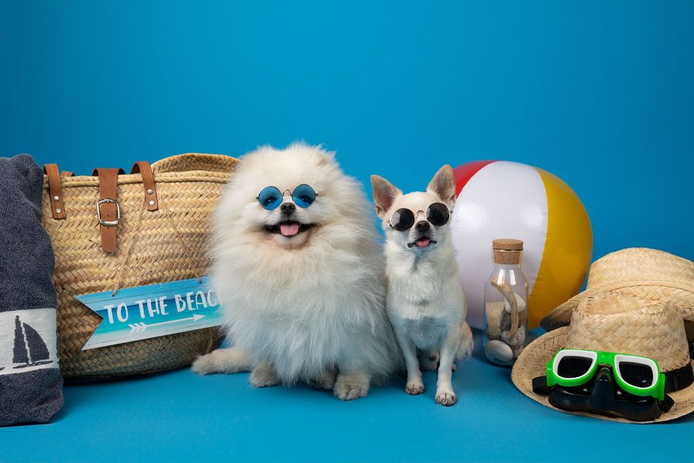 Perro posando con accesorios en sesión fotográfica temática de verano. Fotografía canina creativa en Barcelona por Daniel Giménez fotógrafo.