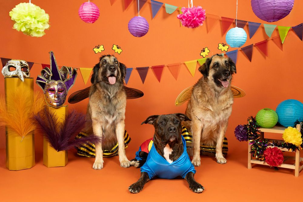 Dos perros con gorros de fiesta y globos de colores en fondo naranja. Dog Photo Event Barcelona por Daniel Giménez.