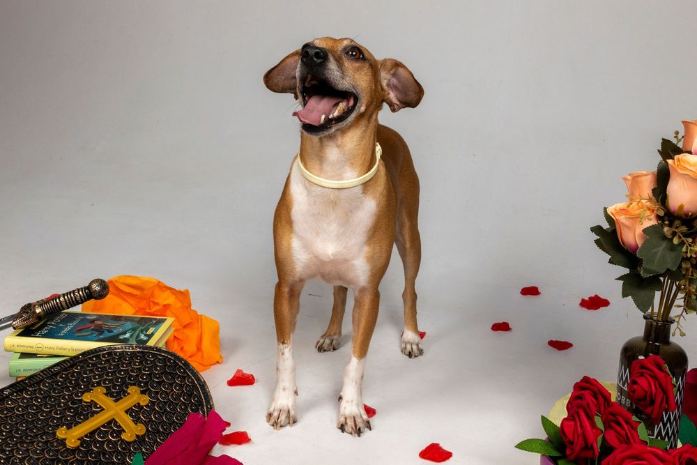 Perro con producto de alimentación canina en sesión publicitaria. Fotografía comercial por Daniel Giménez.