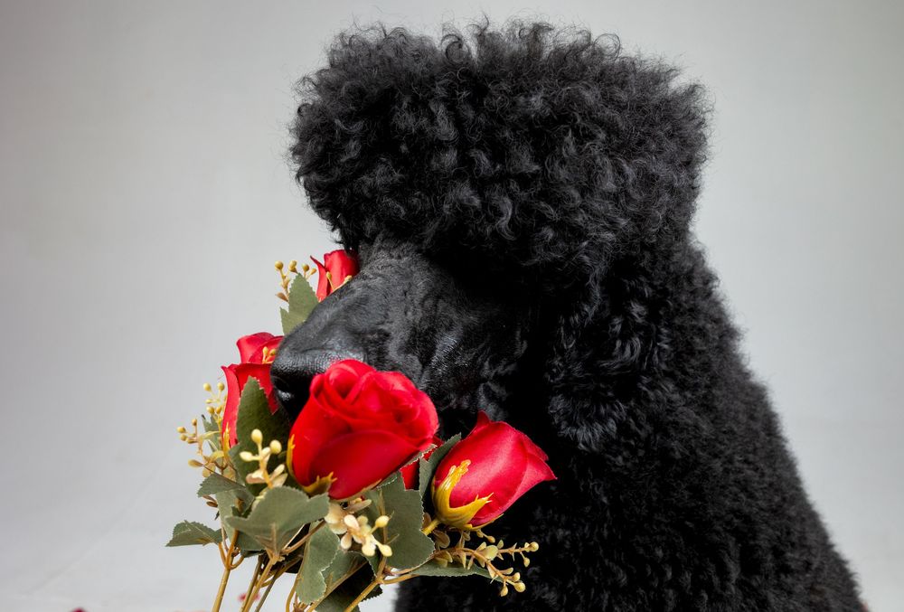 Fotografía comercial de mascota con producto en Barcelona. Por Daniel Giménez fotógrafo profesional.