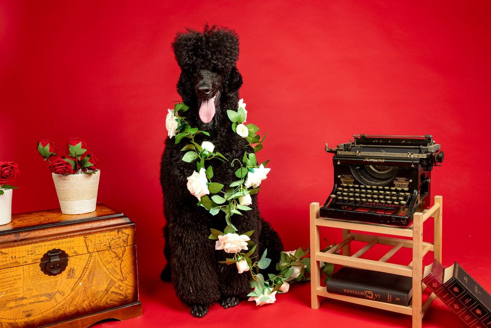 Perro posando con producto canino en sesión publicitaria. Fotografía comercial por Daniel Giménez Barcelona.