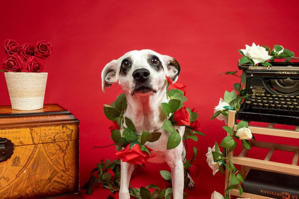 Perro en sesión fotográfica publicitaria en Barcelona. Fotografía comercial por Daniel Giménez.