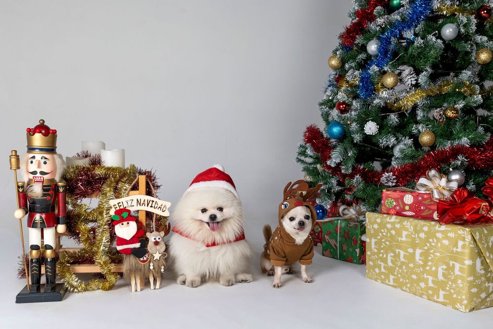 Perro con decoraciones navideñas y cascanueces junto a árbol de Navidad. Dog Photo Christmas Barcelona por Daniel Giménez.