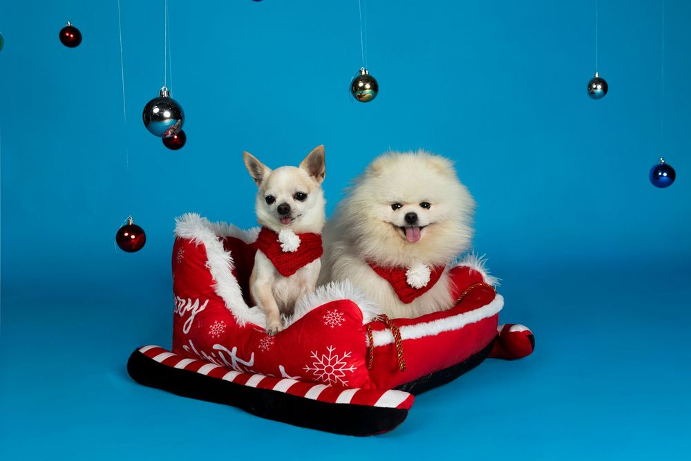 Dos perros blancos esponjosos en trineo navideño rojo sobre fondo azul. Sesión Dog Photo Christmas por Daniel Giménez Barcelona.