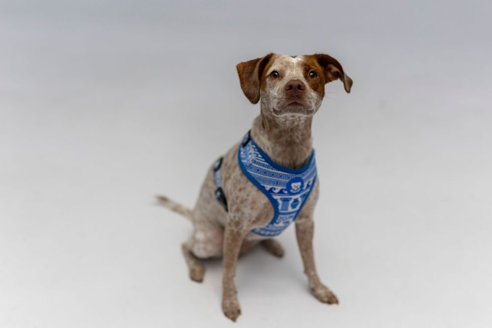Encantador perro mestizo con manchas únicas y ojos curiosos, sentado pacientemente con un elegante arnés azul estampado.