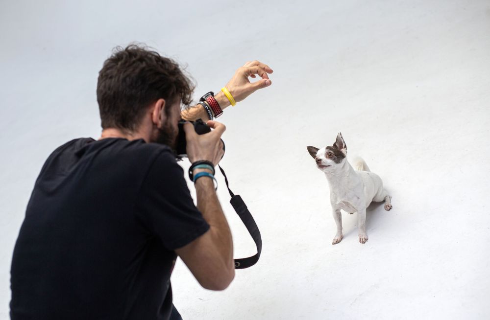 Un fotógrafo profesional captura un impresionante retrato de un adorable chihuahua posando en un luminoso estudio.
