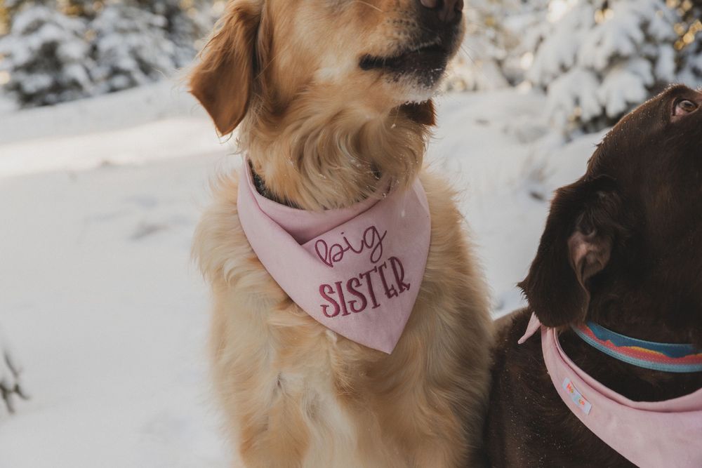 Golden retriever wearing pink bandana plays in snowy winter landscape with black dog companion.