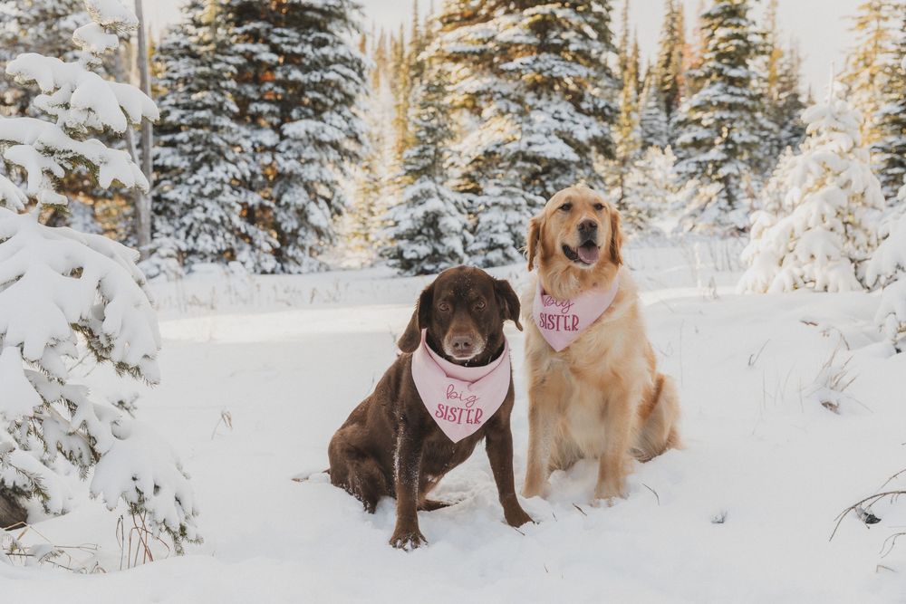 Three happy dogs playing together in a snowy winter forest setting with evergreen trees in the background.