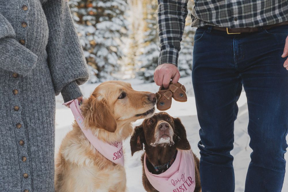 Two dogs wearing bandanas play together in a snowy winter setting during a photo session.