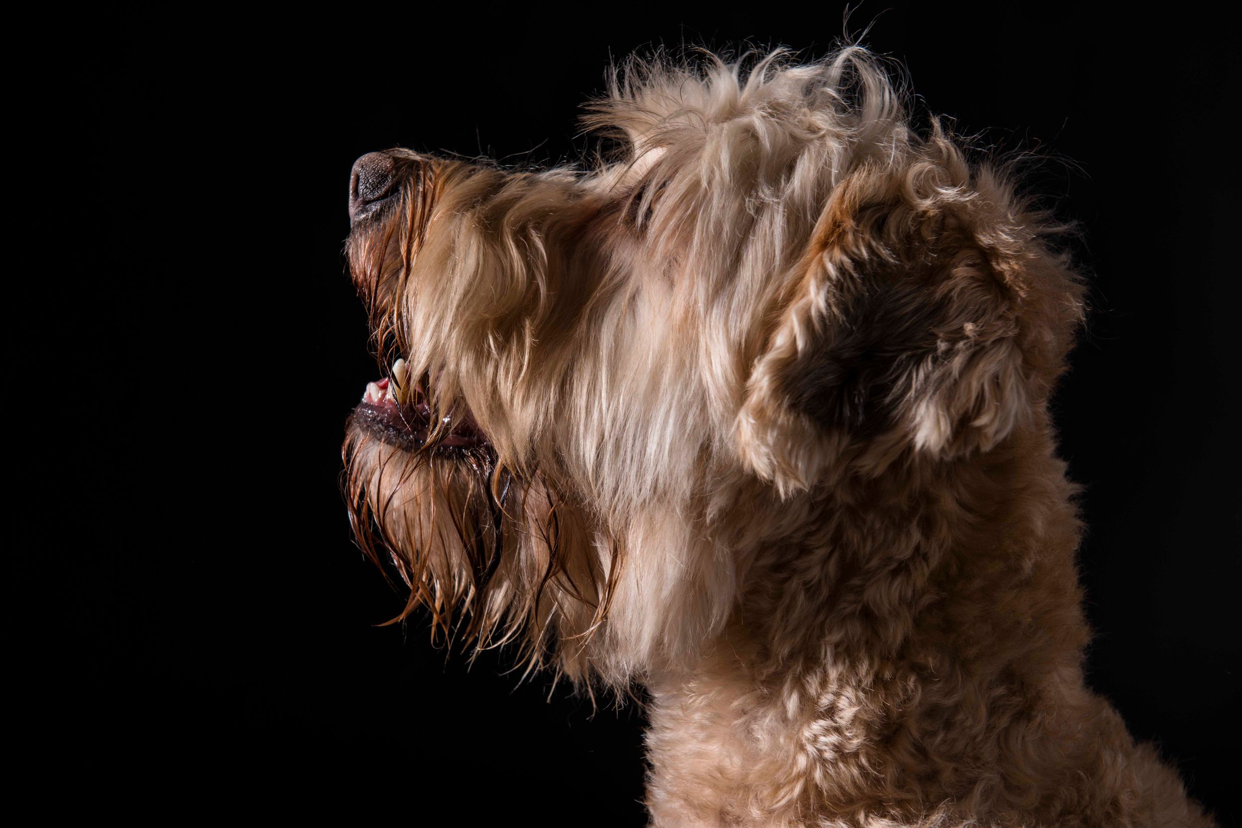 Brown and white furry dog portrait against black background showing side profile.