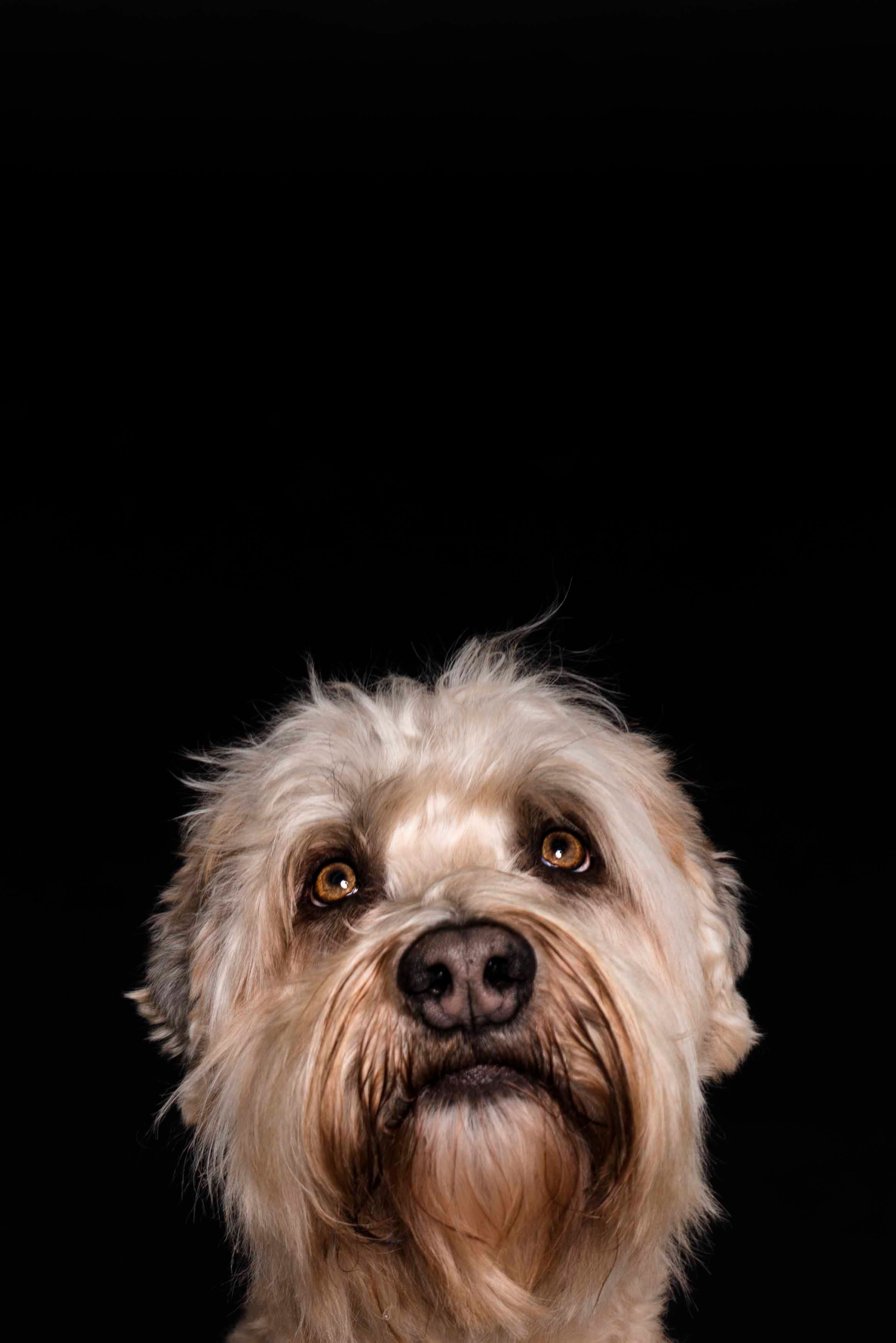 Scruffy white terrier dog with big brown eyes against black background.