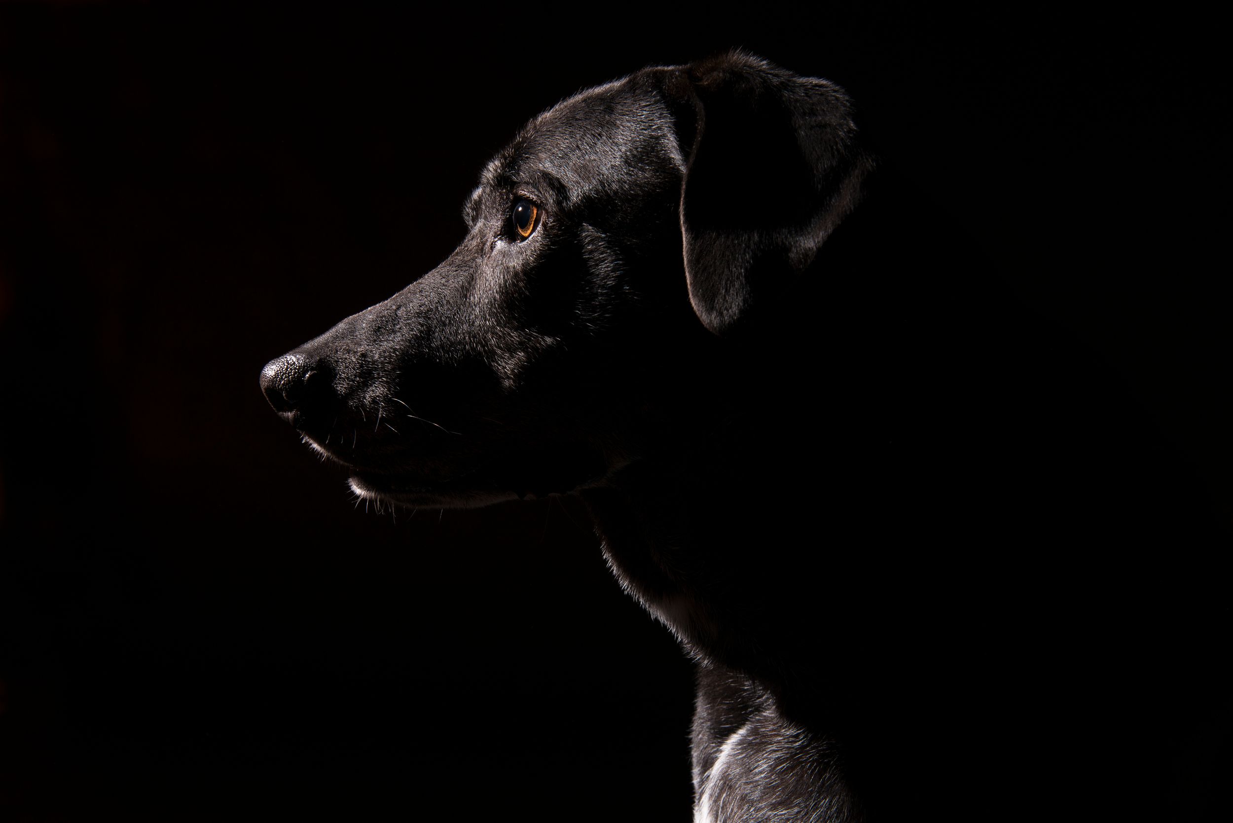 Black dog profile silhouette against dark background.