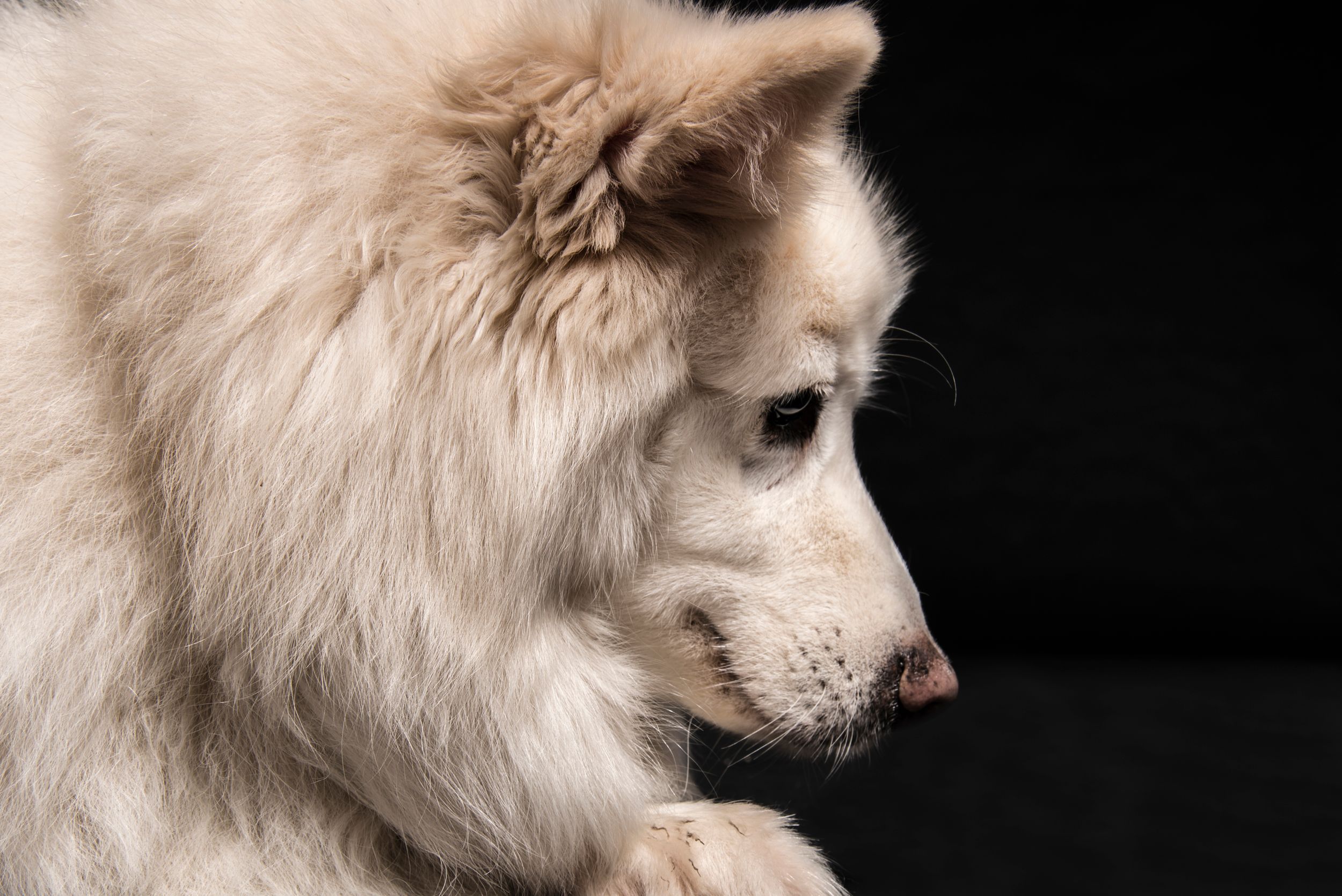 White fluffy dog profile view against dark background.
