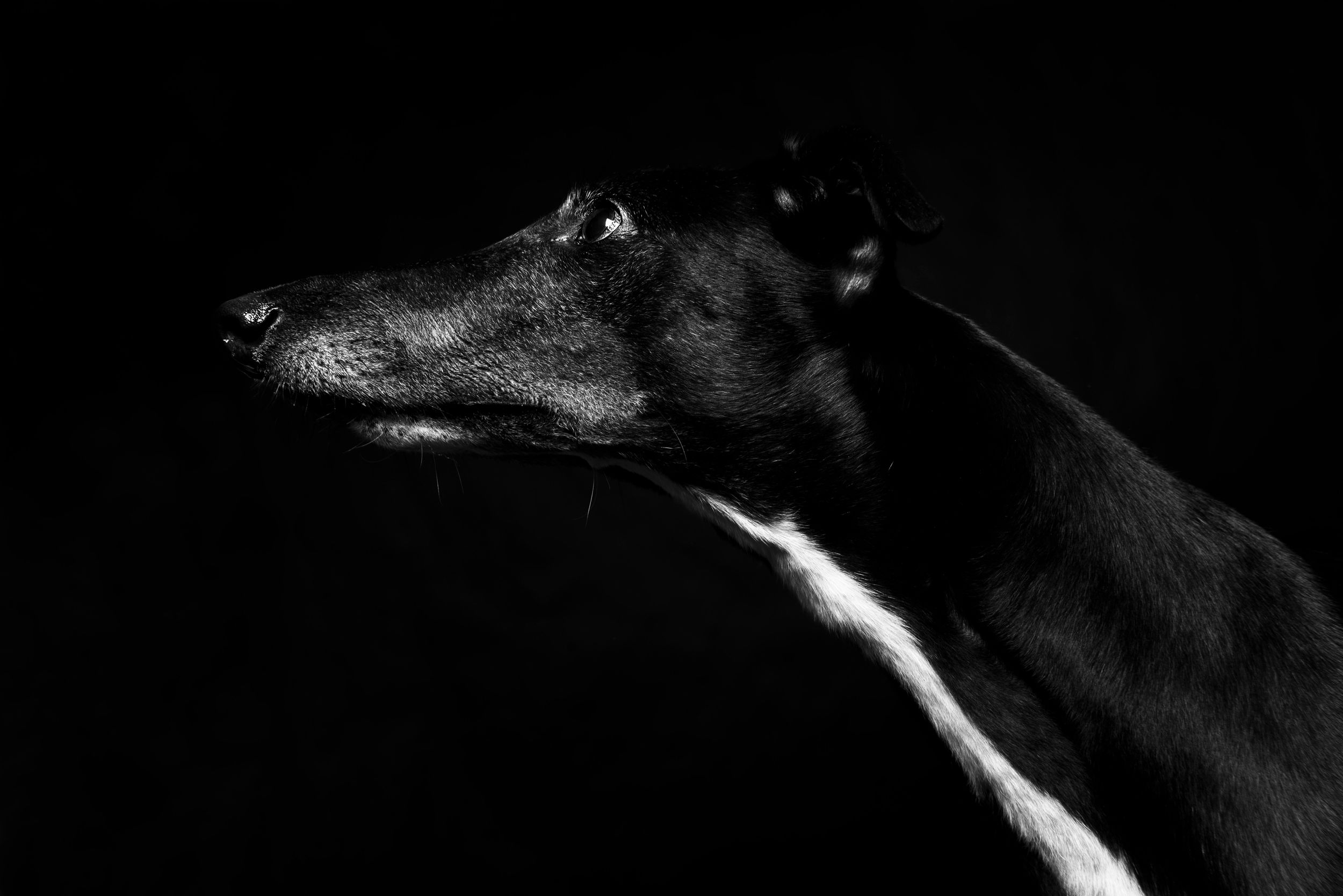 Side profile of a dark dog silhouetted against black background in dramatic lighting.