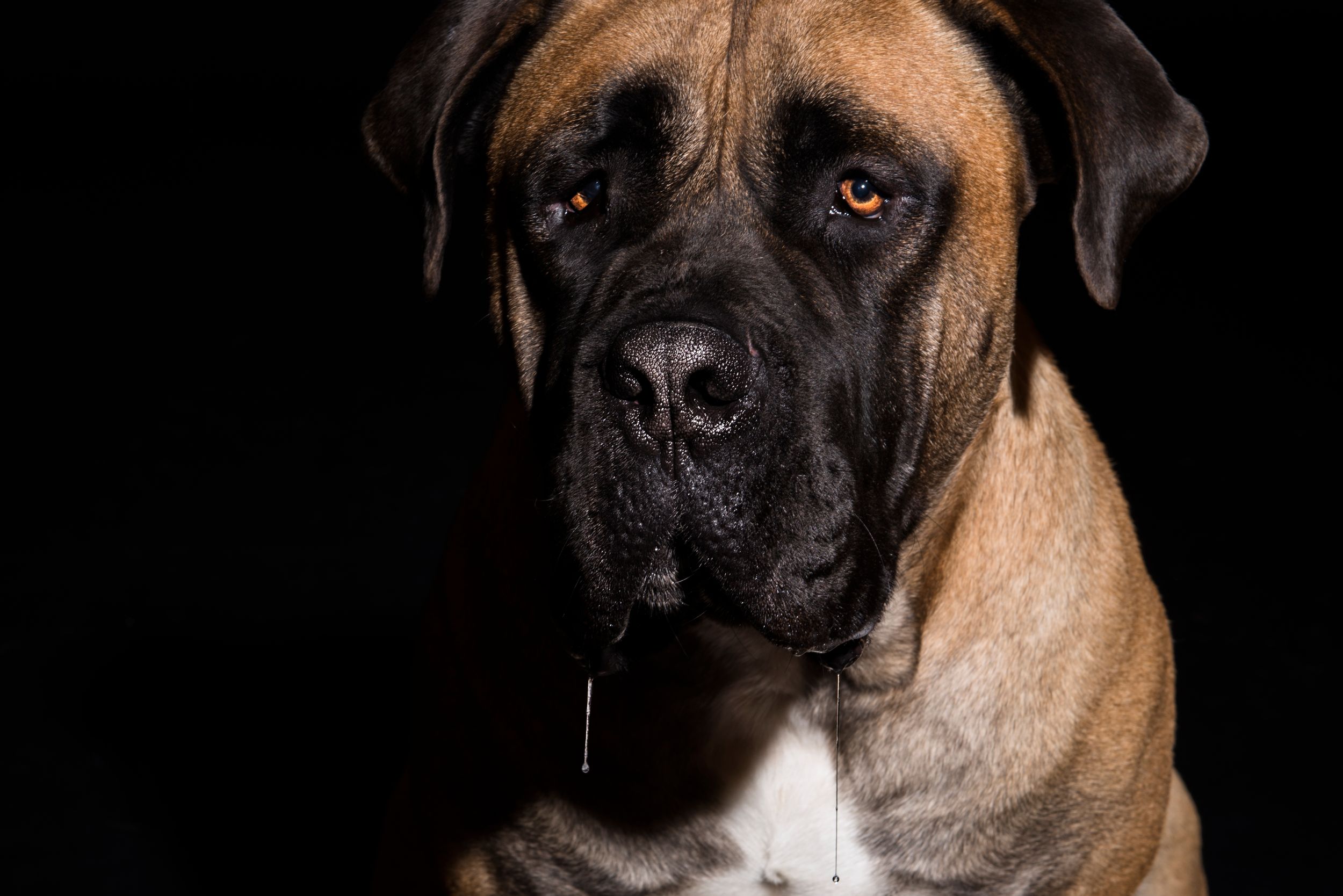 Close-up portrait of a boxer dog with expressive eyes against dark background.