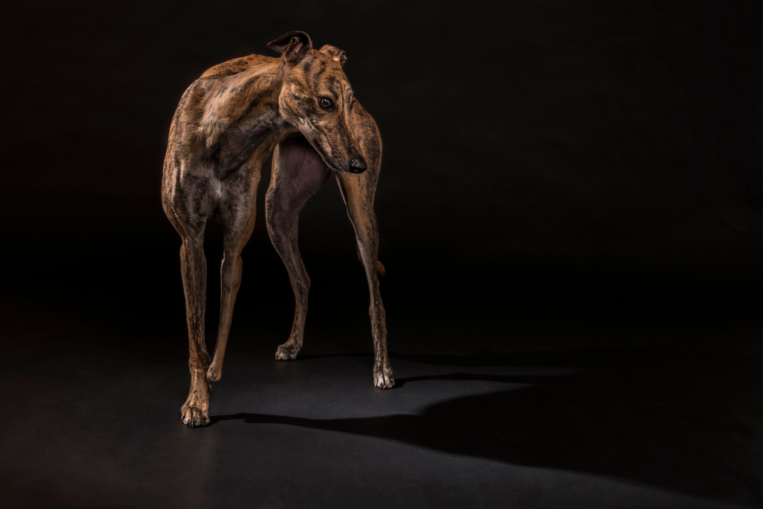 Boxer dog standing in dramatic lighting against black background.
