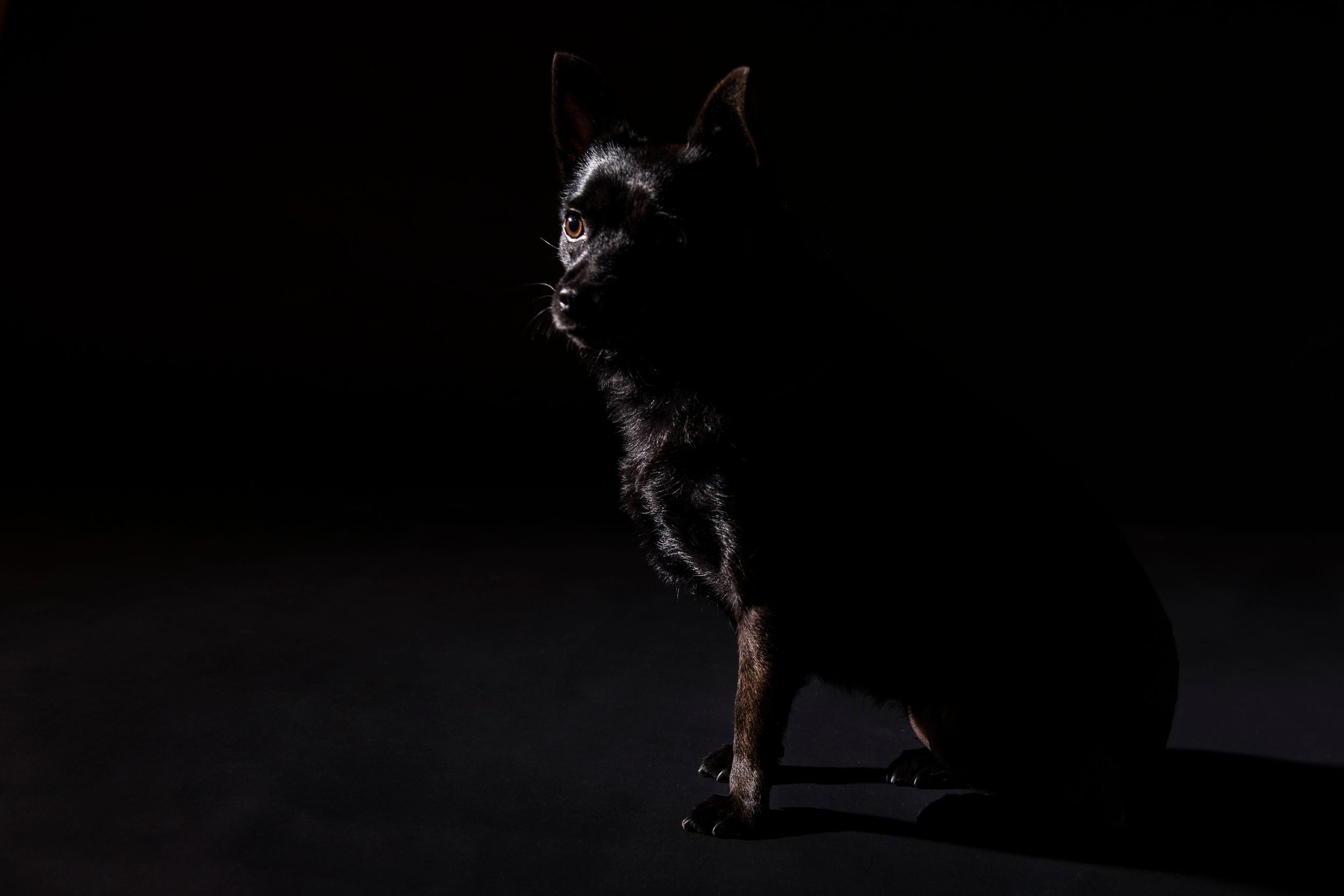 Silhouetted dog figure in dramatic low key lighting.