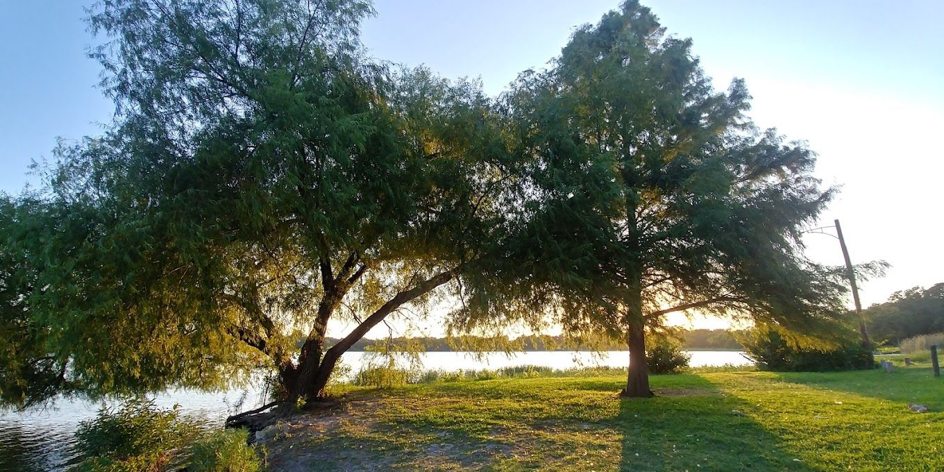 Two trees cast long shadows on grassy riverbank during golden sunset over tranquil water.
