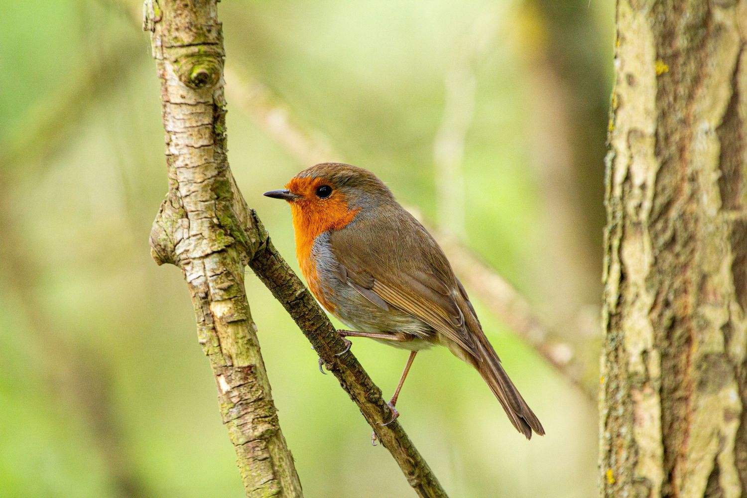 robin