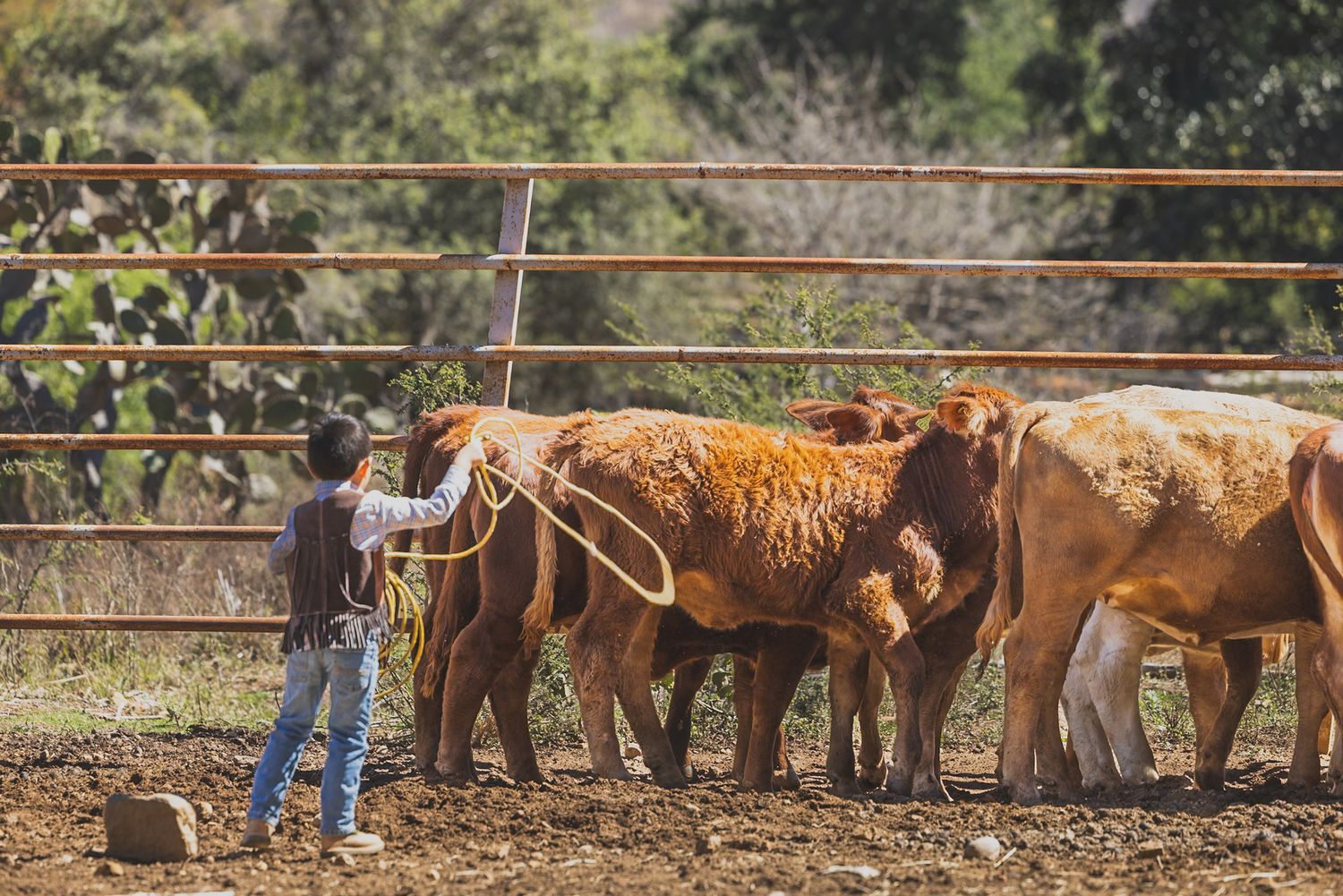 Cowgirl with lasso herding brown cattle in a rustic ranch pen surrounded by trees.